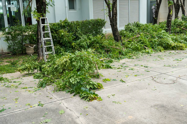Leaf Removal in Steele Creek, AK